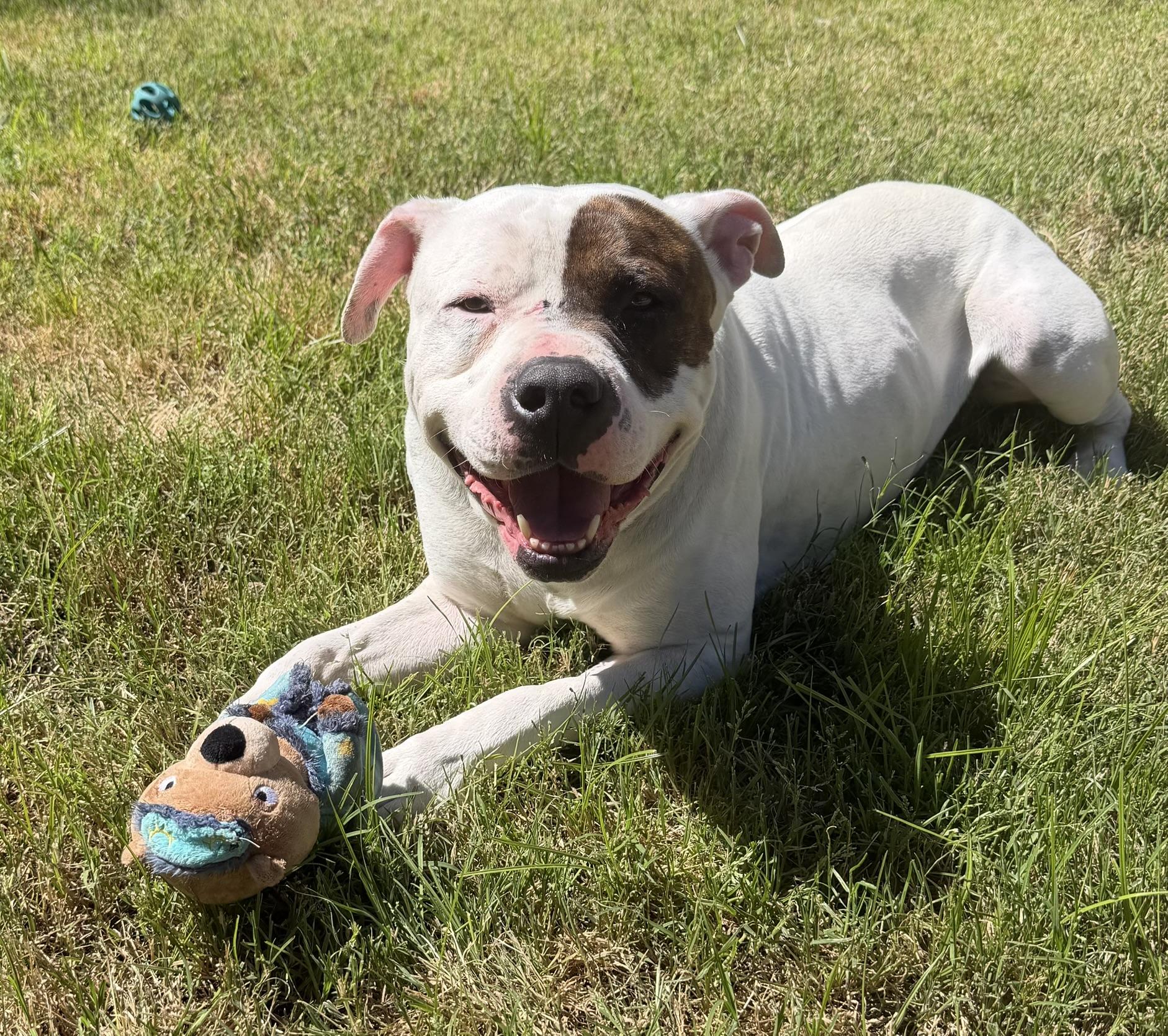 Enlarge Cal, an adopted mixed breed in Lakeside, CA image 1/1