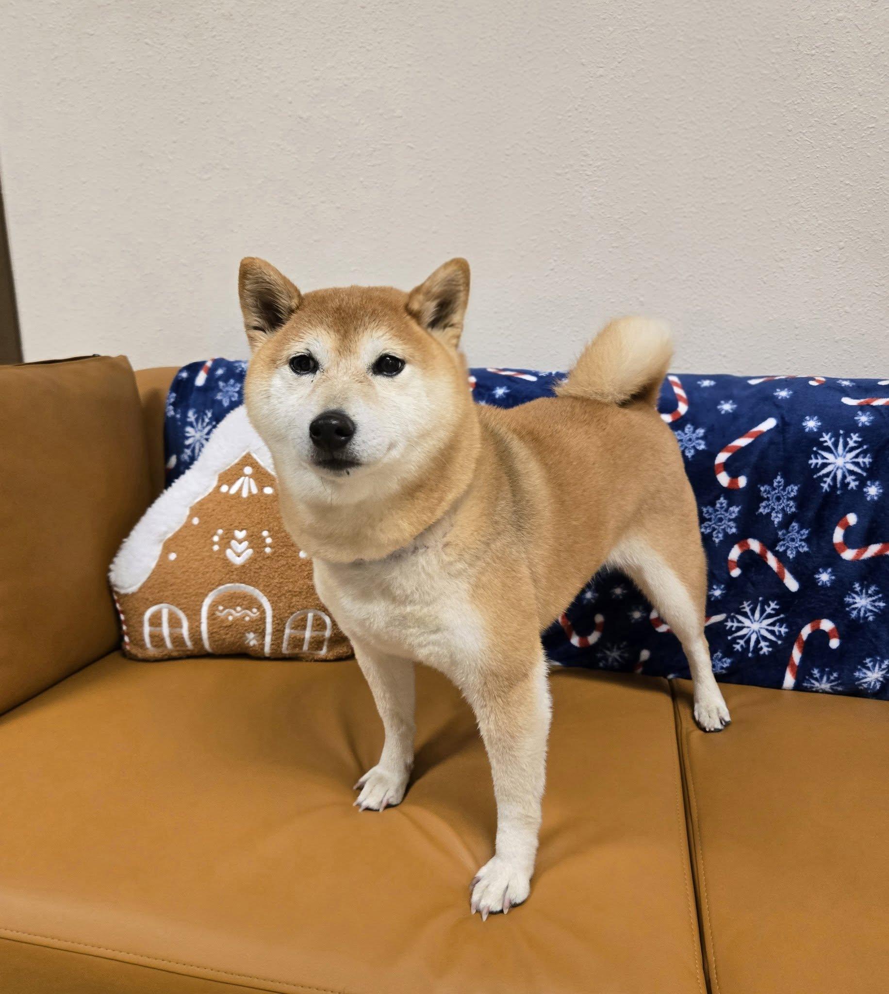 Suki, ADOPTABLE, Senior Female Shiba Inu.