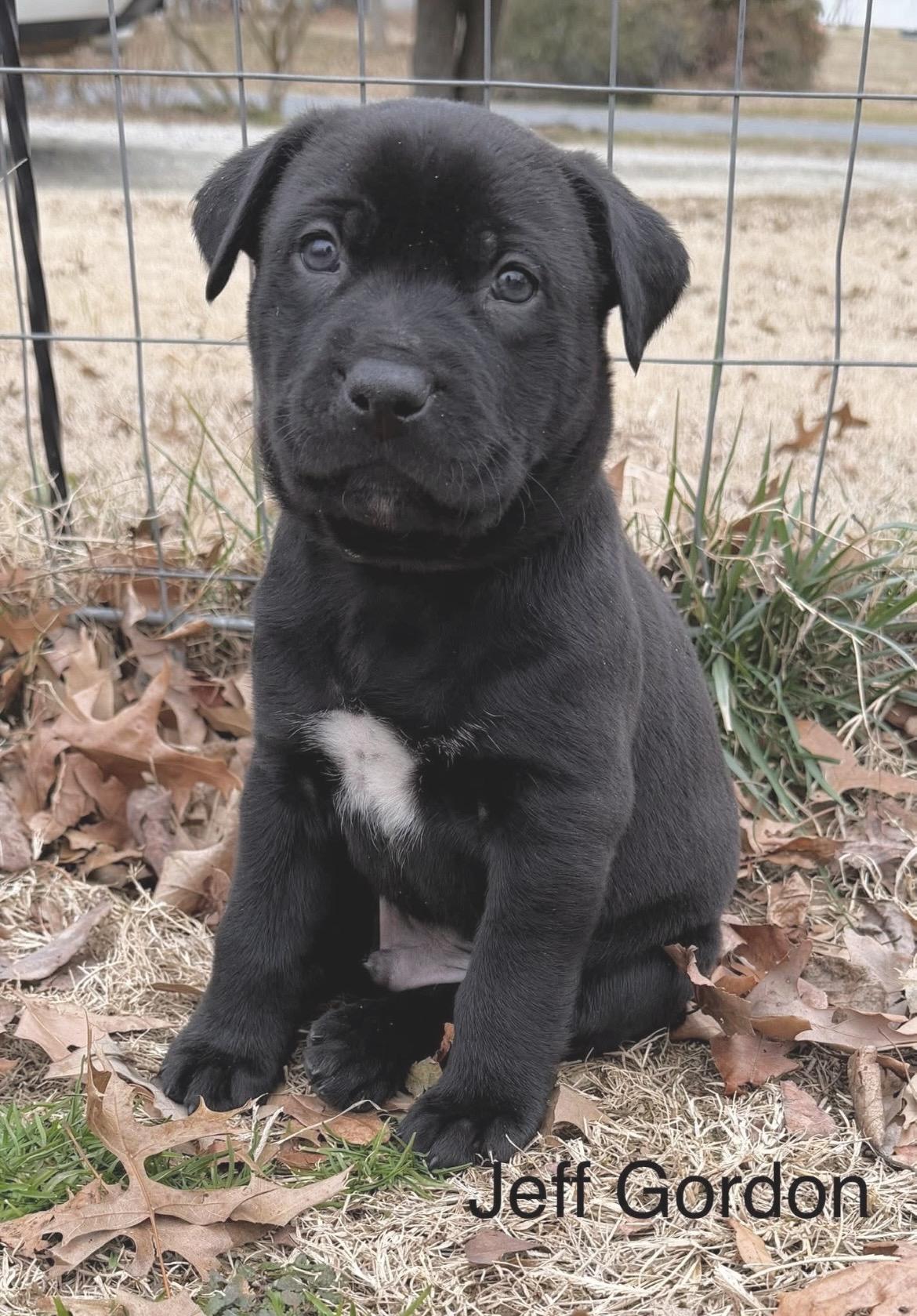 Enlarge Jeff Gordon, a Adoptable mixed breed in Millington, MD image 4/6