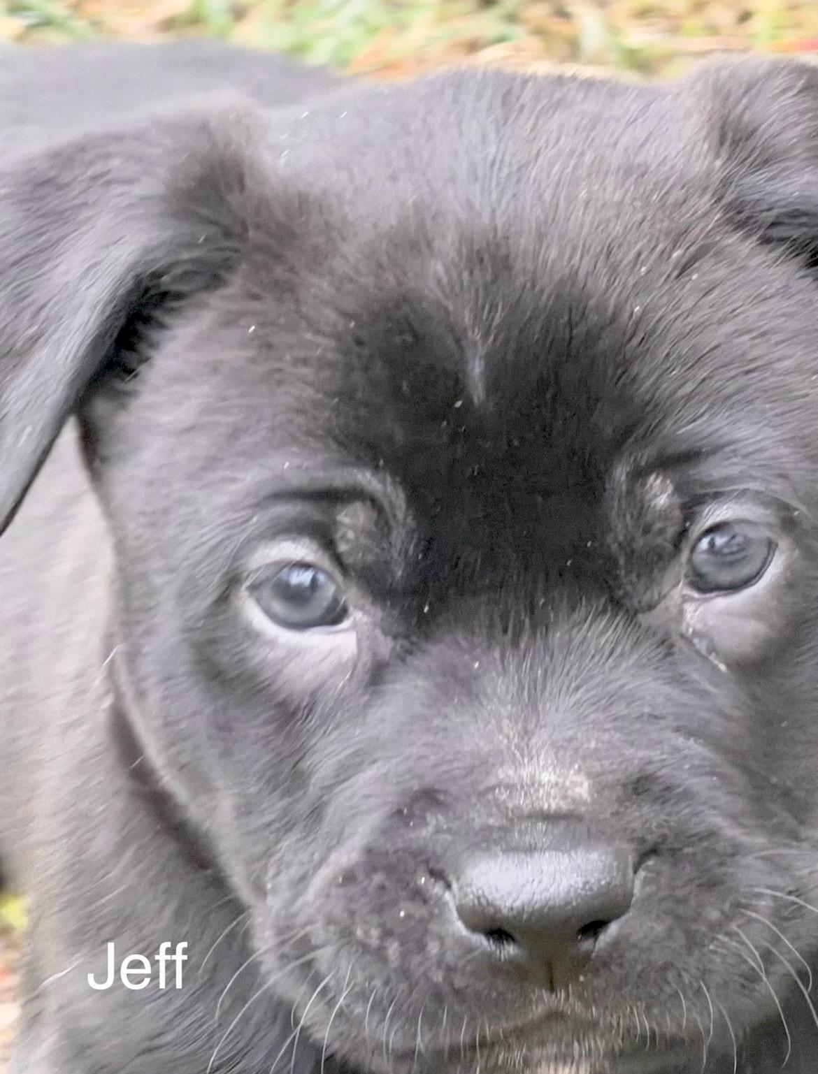 Enlarge Jeff Gordon, a Adoptable mixed breed in Millington, MD image 5/6