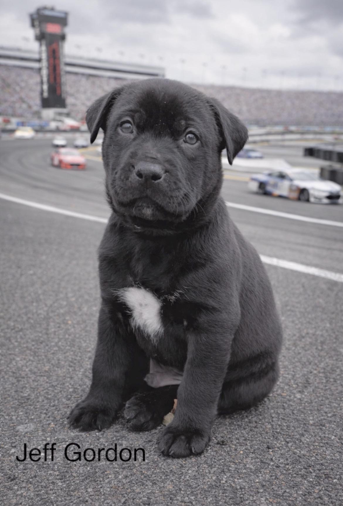 Jeff Gordon, Adoptable, Puppy Male Black Labrador Retriever & Border Collie.