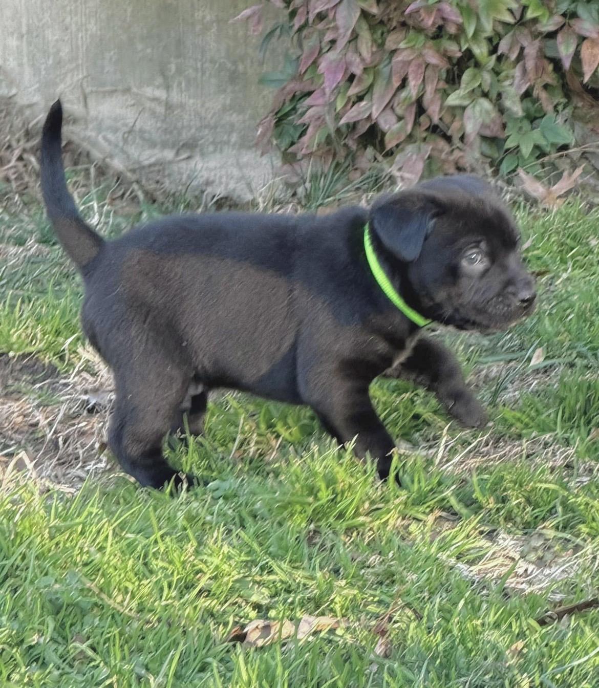 Enlarge Jeff Gordon, a Adoptable mixed breed in Millington, MD image 6/6