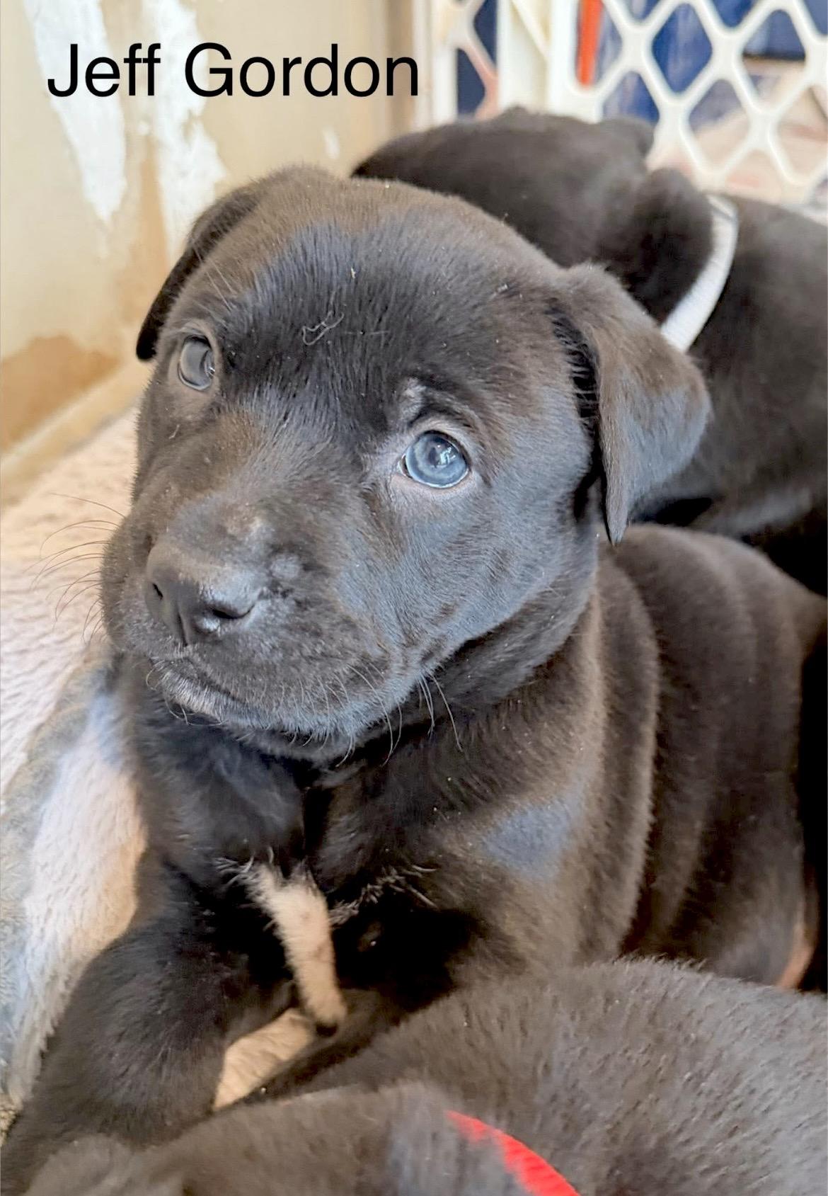 Enlarge Jeff Gordon, a Adoptable mixed breed in Millington, MD image 2/6