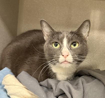 Luna, Adoptable, Adult Female Domestic Short Hair & Domestic Short Hair.