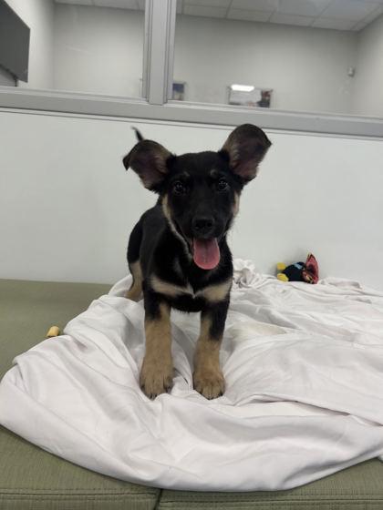 Kent, Adoptable, Puppy Male Shepherd & Mixed Breed.