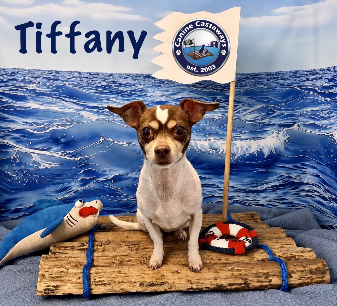 Tiffany, adopted, Adult Female Rat Terrier.