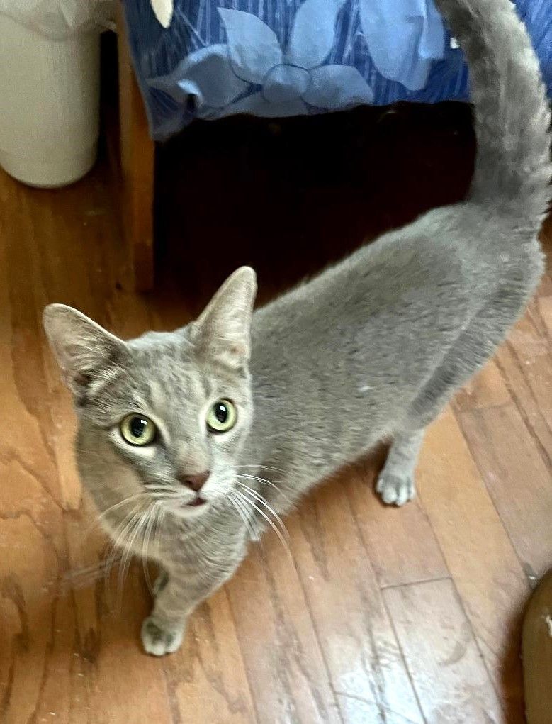 Tigger and Dottie, a Adoptable Domestic Short Hair in Mission Viejo, CA image 1/8