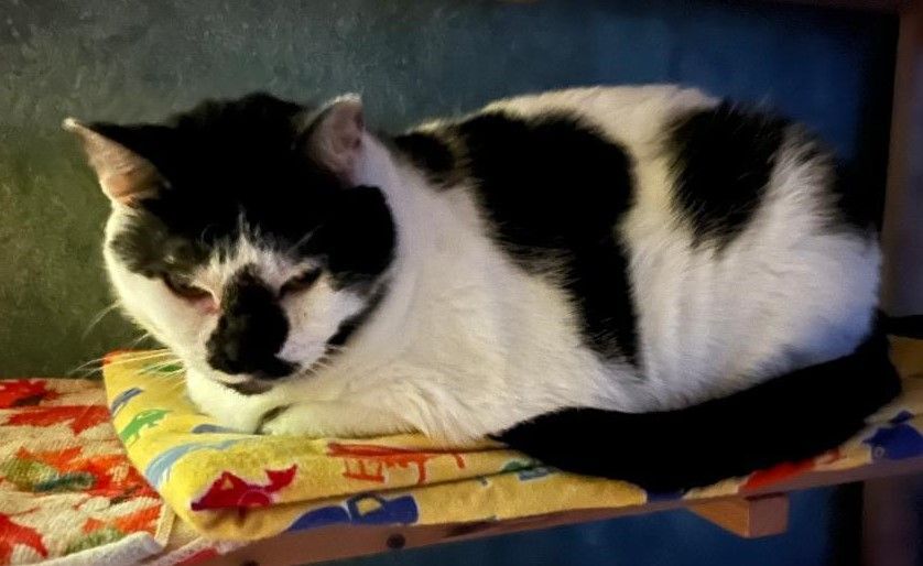 Tigger and Dottie, a Adoptable Domestic Short Hair in Mission Viejo, CA image 2/8