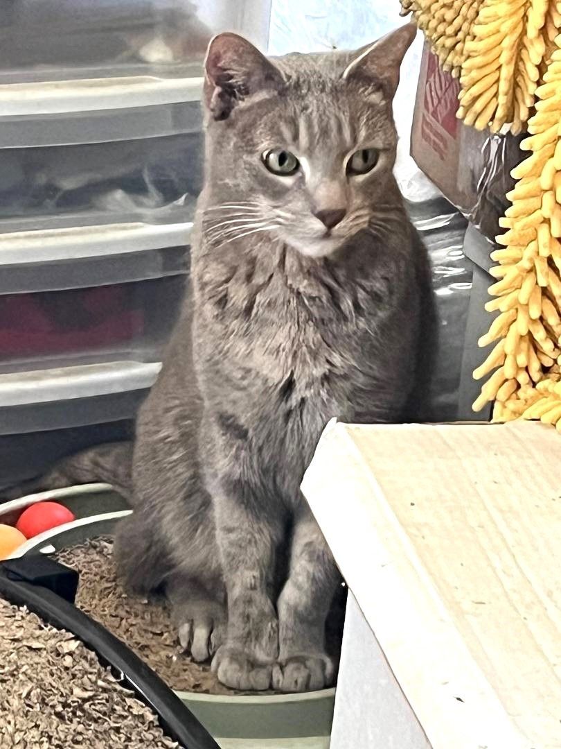 Tigger and Dottie, a Adoptable Domestic Short Hair in Mission Viejo, CA image 3/8