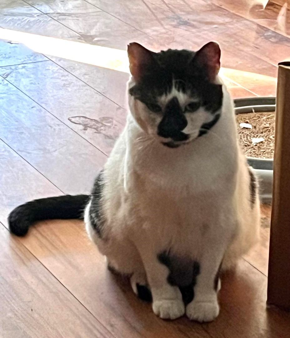 Tigger and Dottie, a Adoptable Domestic Short Hair in Mission Viejo, CA image 4/8