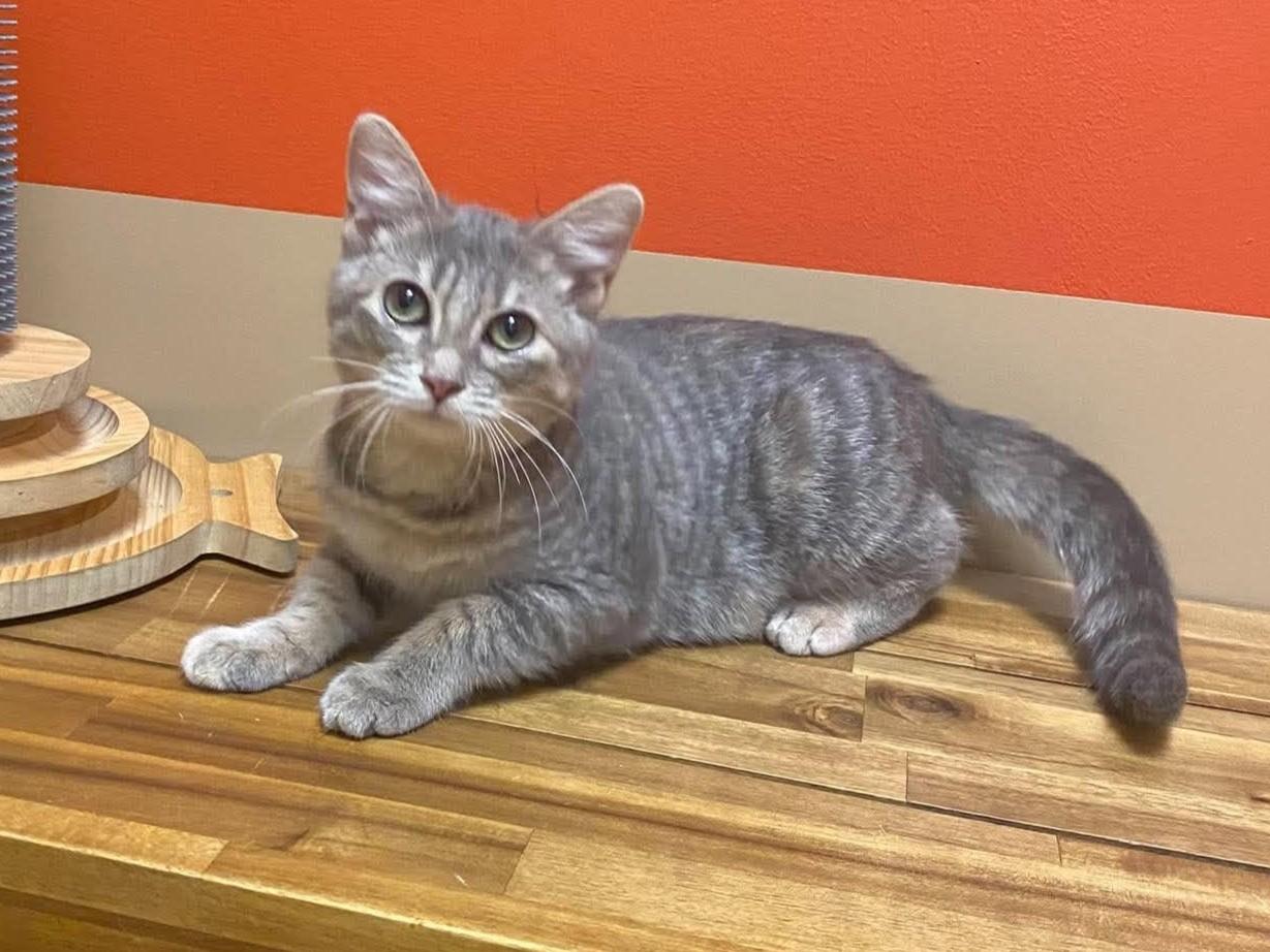 Enlarge Grace, a Adopted mixed breed in Maryville, MO image 2/2