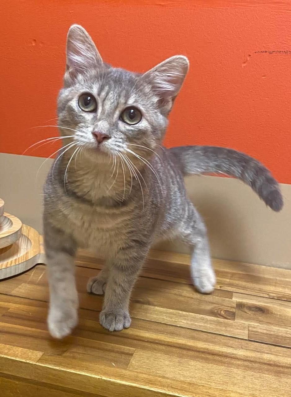 Enlarge Grace, a Adopted mixed breed in Maryville, MO image 1/2
