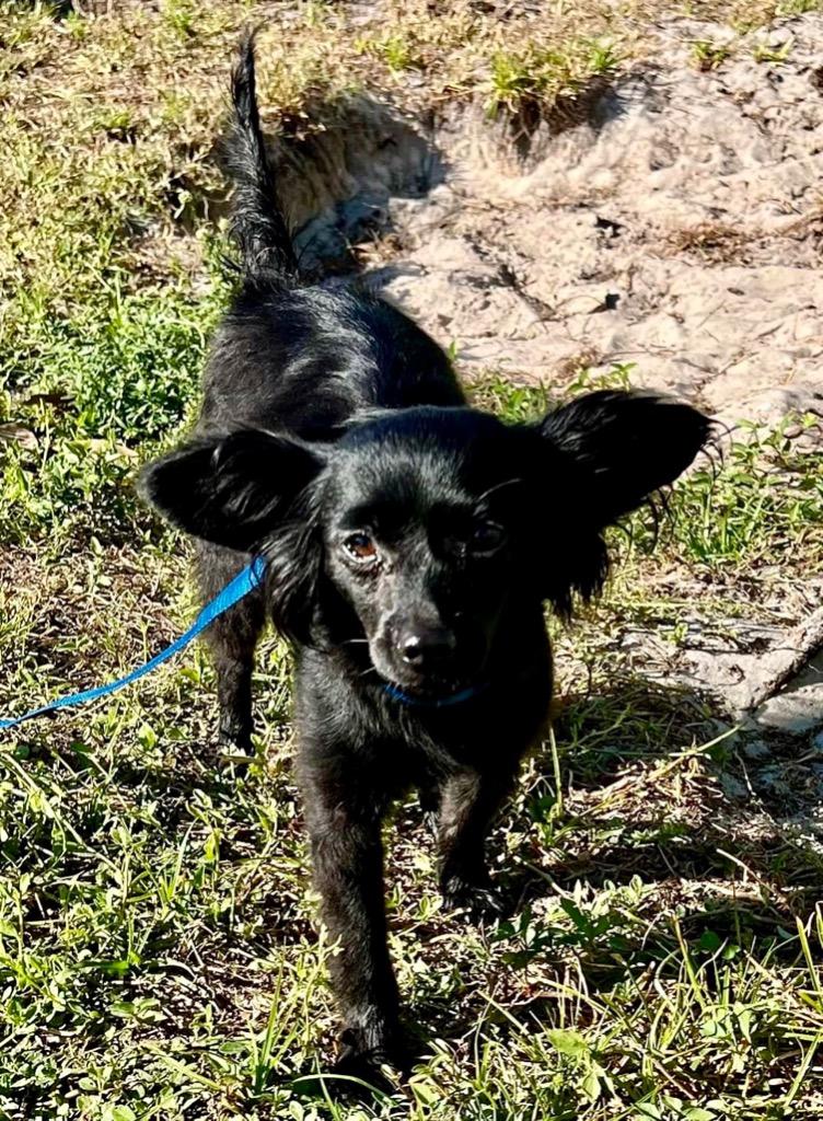 Missy (aka PeeWee), Adopted, Adult Female Papillon & Chihuahua.