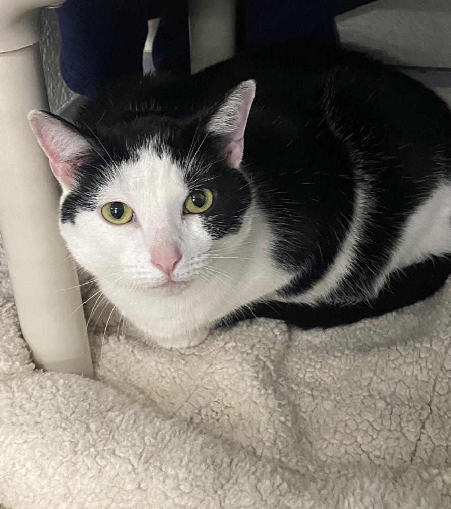 Princess Malibu, Adoptable, Adult Female Domestic Short Hair.