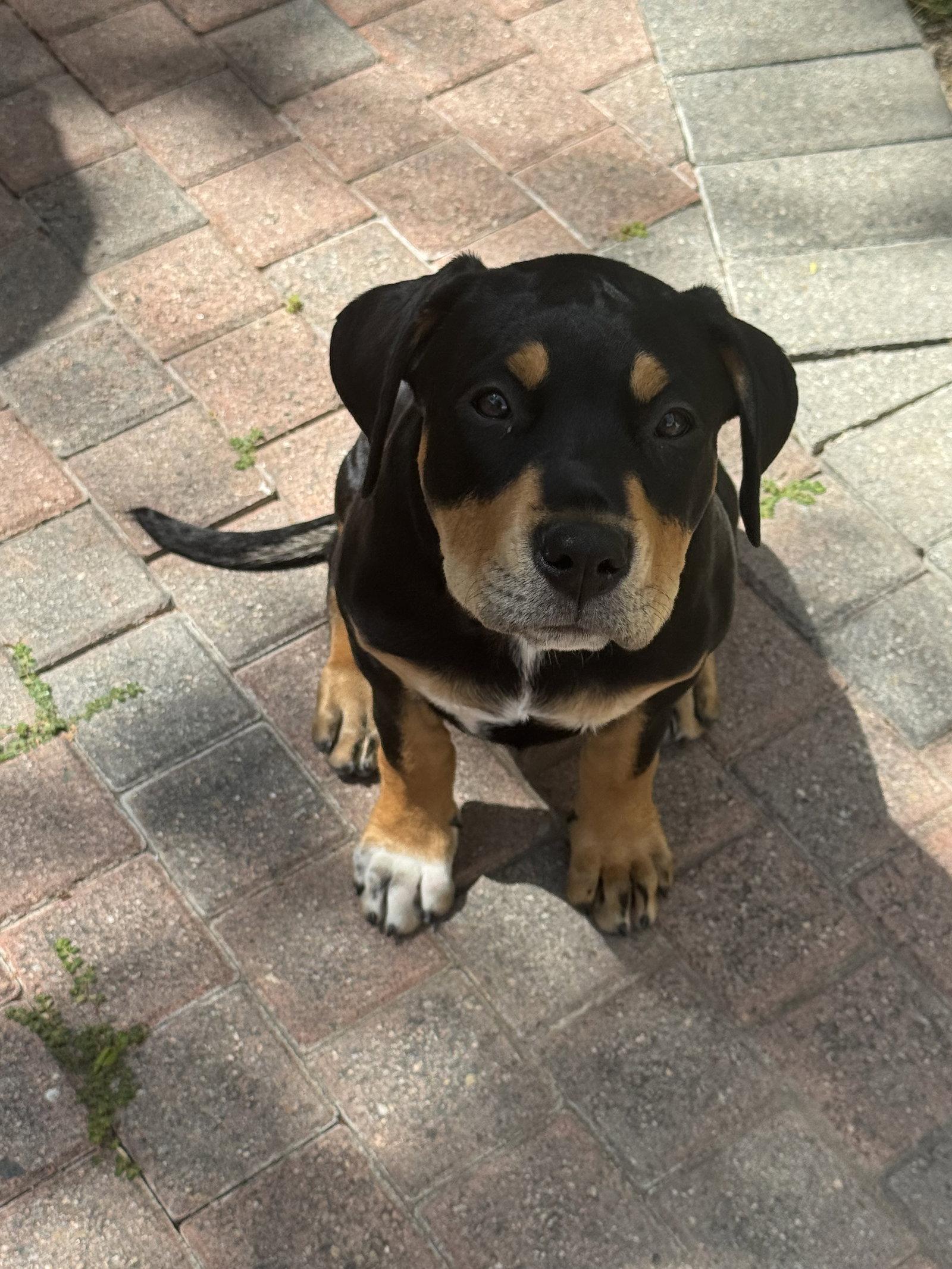 Scout, Adoptable, Young Female Rottweiler.