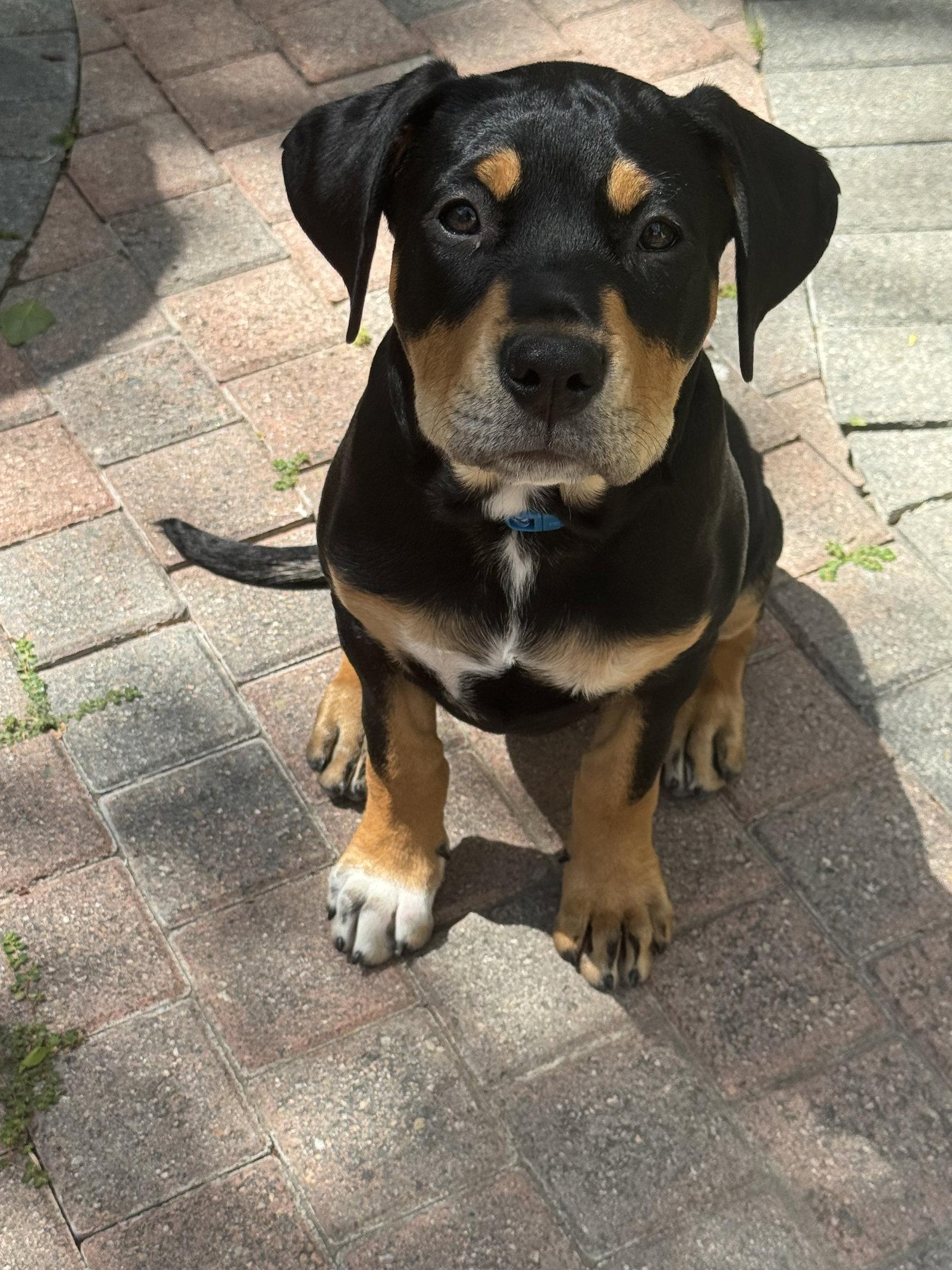 Scout, a Adoptable Rottweiler in San Juan Capistrano, CA image 2/3