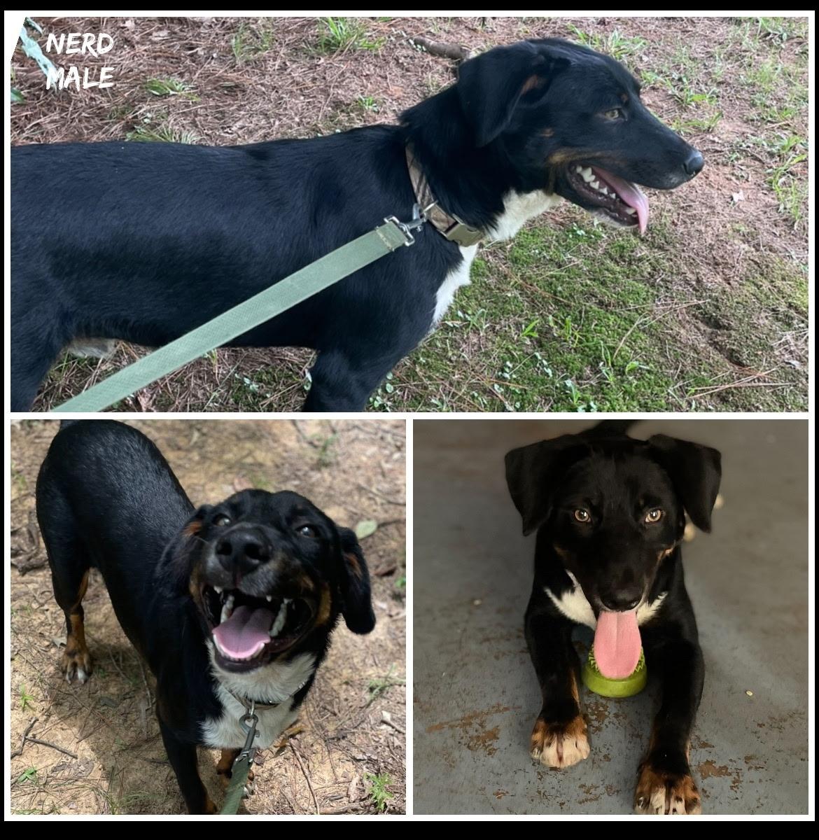 Nerd, an adoptable Labrador Retriever Mix in Zimmerman, MN_image-1