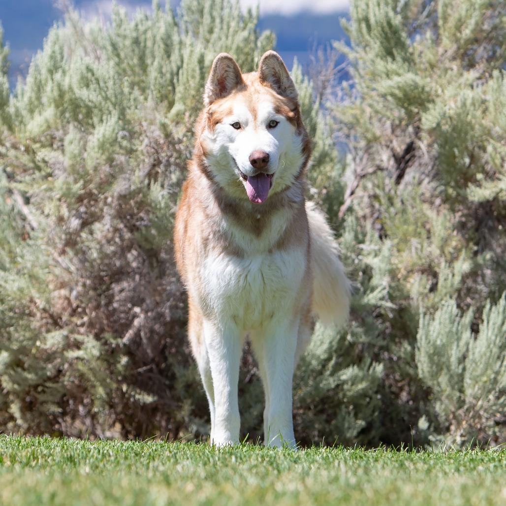 Enlarge Zeus, a Adoptable Husky in Washoe Valley, NV image 1/4