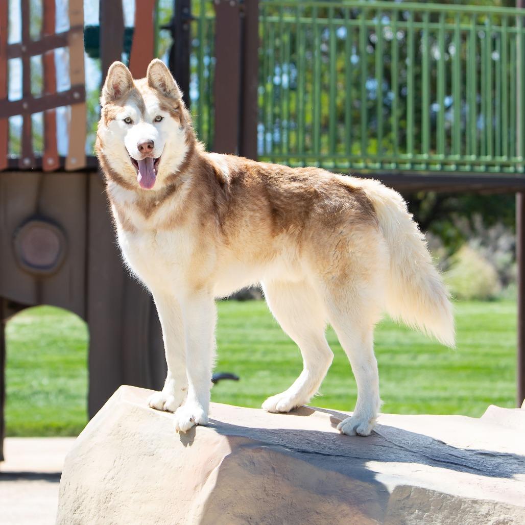 Enlarge Zeus, a Adoptable Husky in Washoe Valley, NV image 2/4