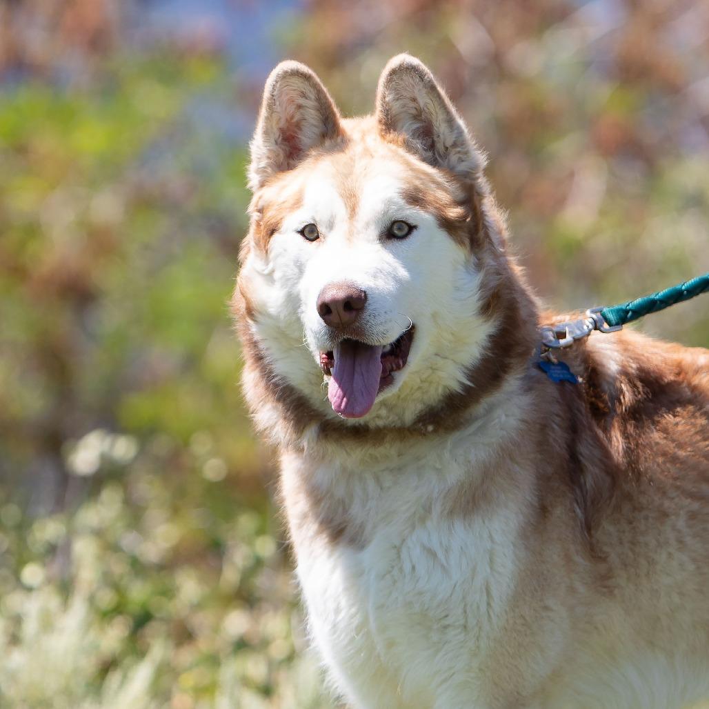 Enlarge Zeus, a Adoptable Husky in Washoe Valley, NV image 3/4