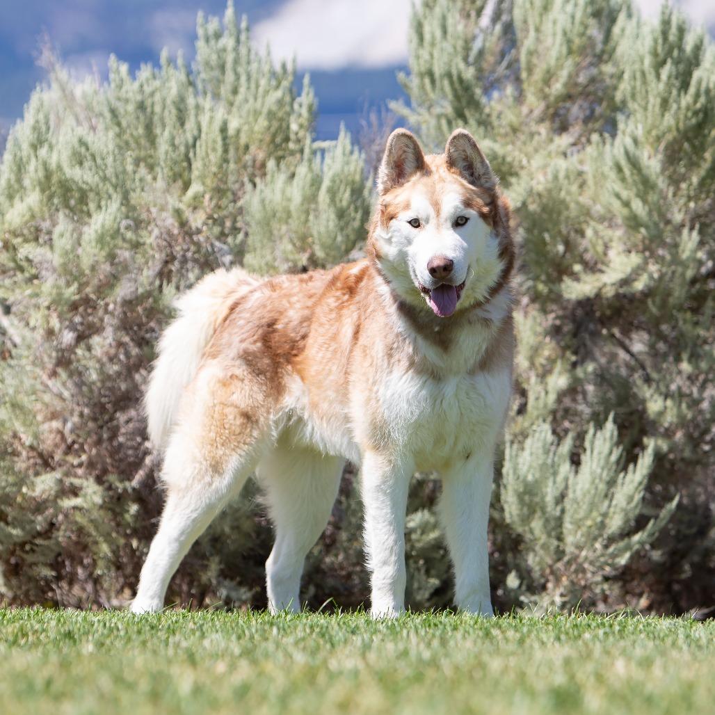 Enlarge Zeus, a Adoptable Husky in Washoe Valley, NV image 4/4