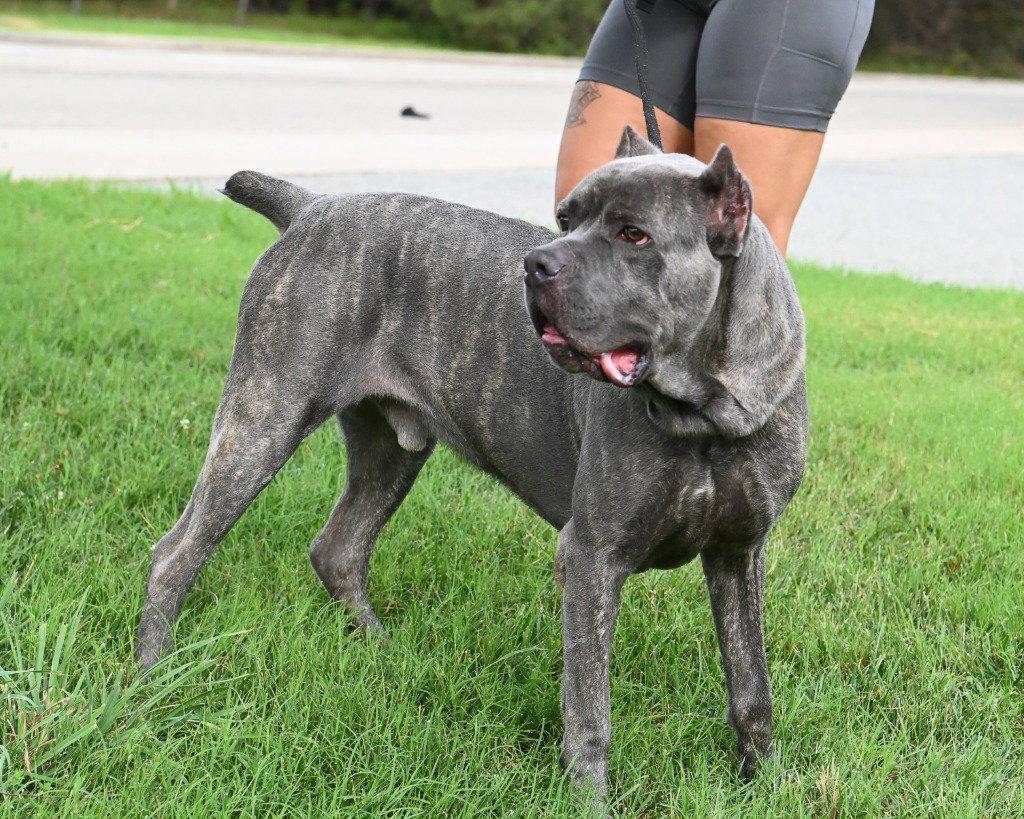 DI 92 Blu, a Adoptable Cane Corso in Glen Allen, VA image 1/3