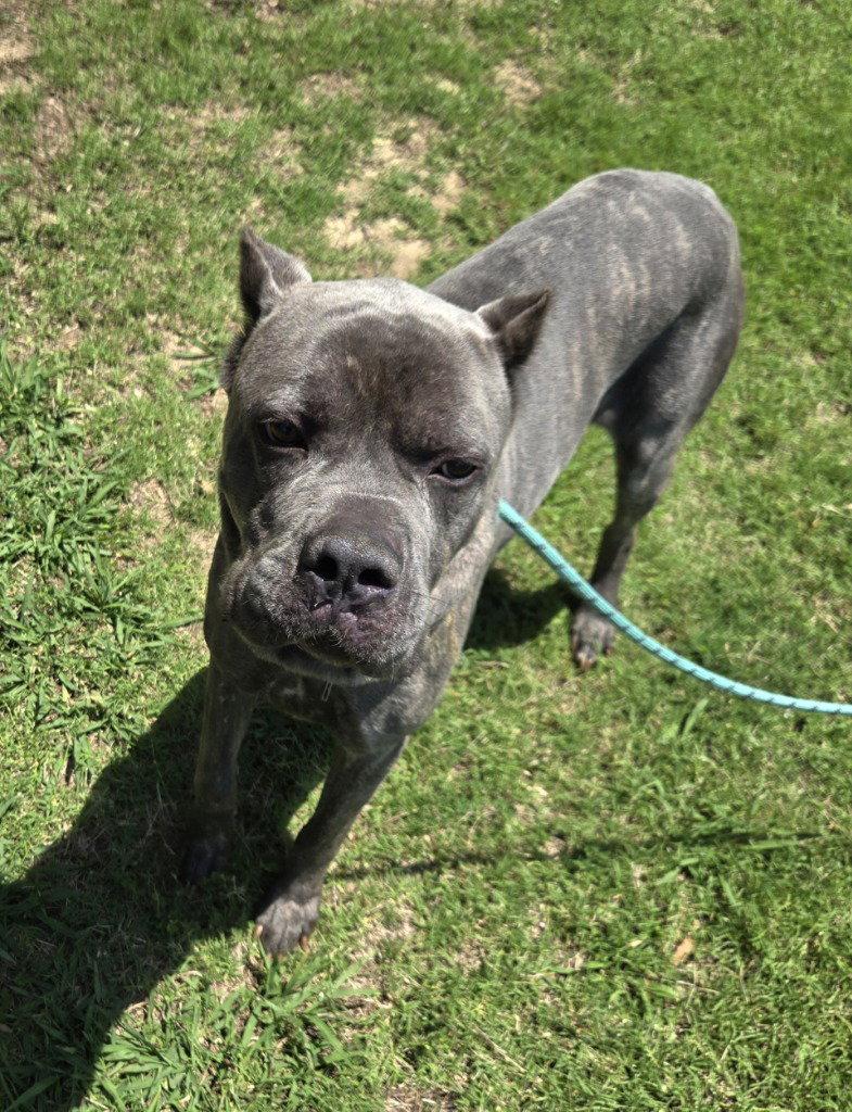 DI 92 Blu, a Adoptable Cane Corso in Glen Allen, VA image 2/3