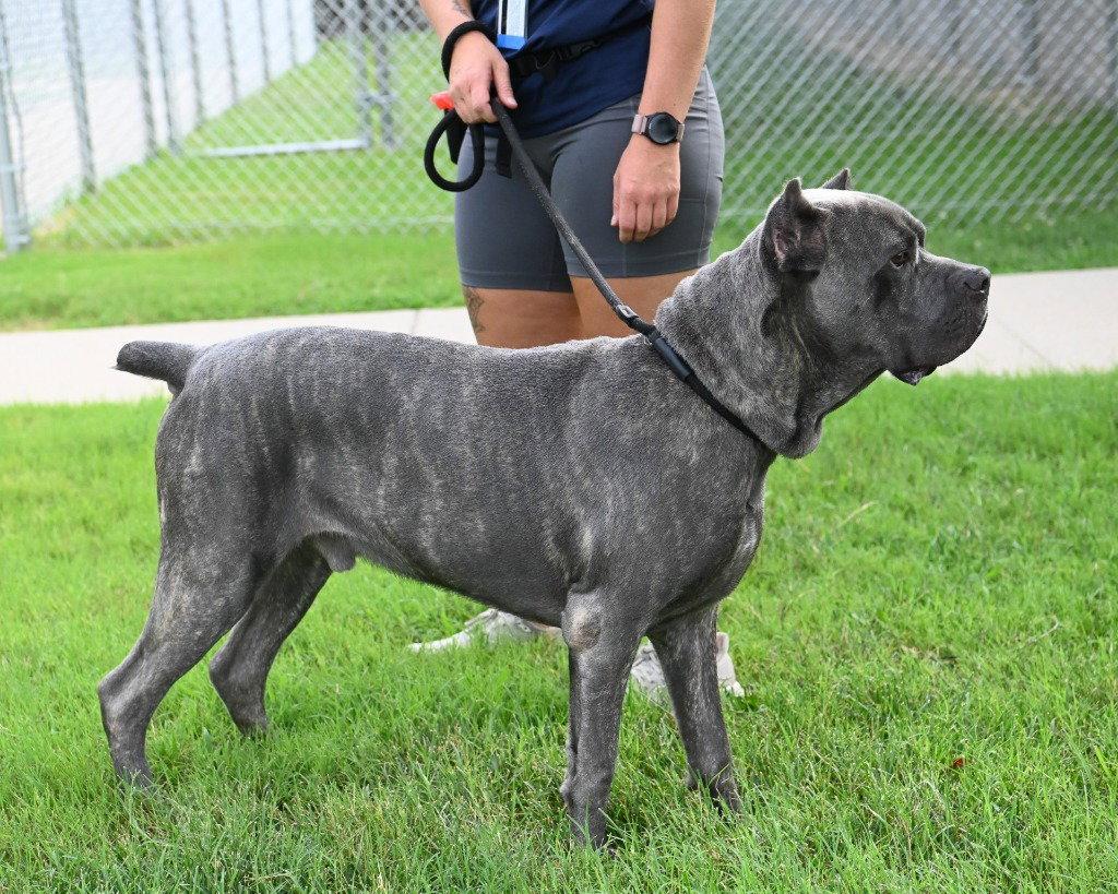 DI 92 Blu, a Adoptable Cane Corso in Glen Allen, VA image 3/3