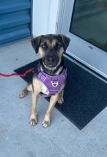 Toby, ADOPTABLE, Adult Male Labrador Retriever.