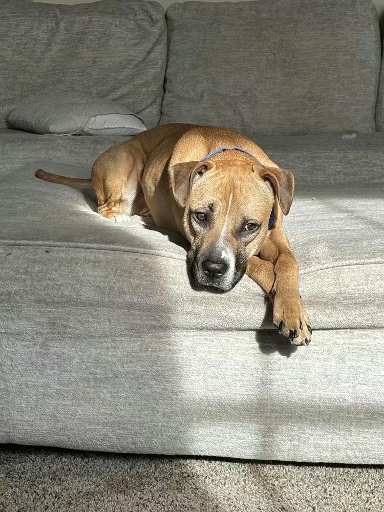 Matcha, Adoptable, Young Female Boxer & Mixed Breed.