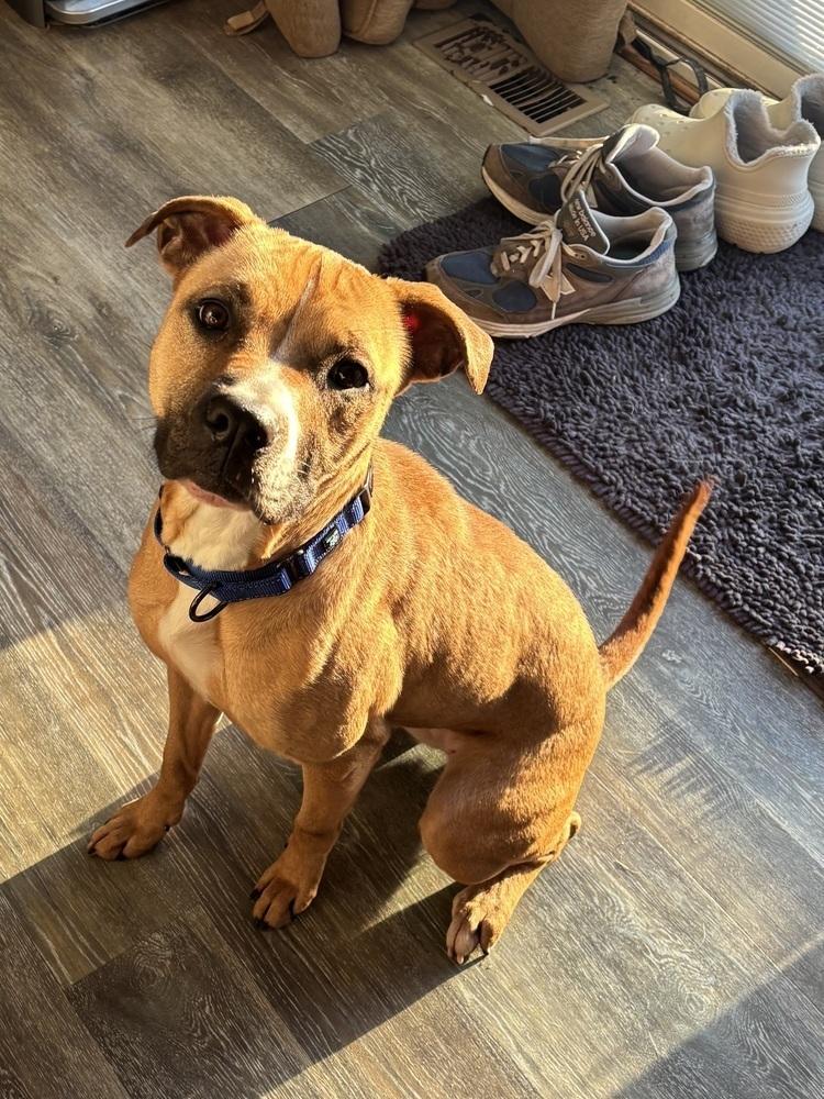 Matcha, a Adoptable mixed breed in Akron, OH image 2/6