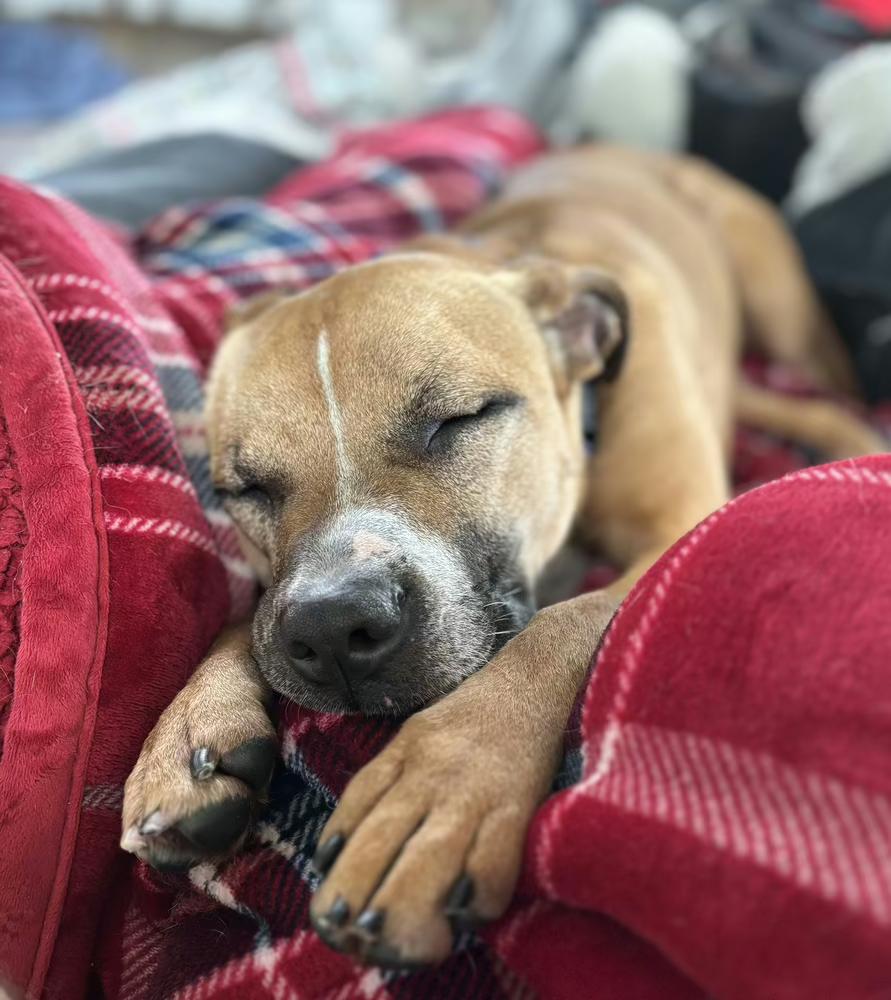 Matcha, a Adoptable mixed breed in Akron, OH image 6/6
