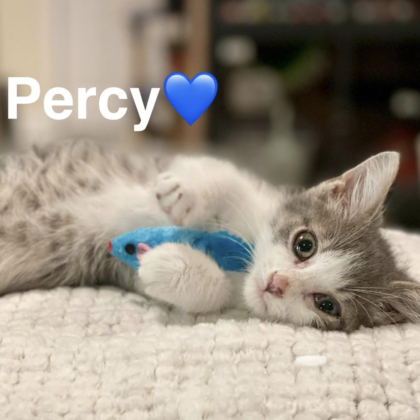 Percy, Baby Male Tabby