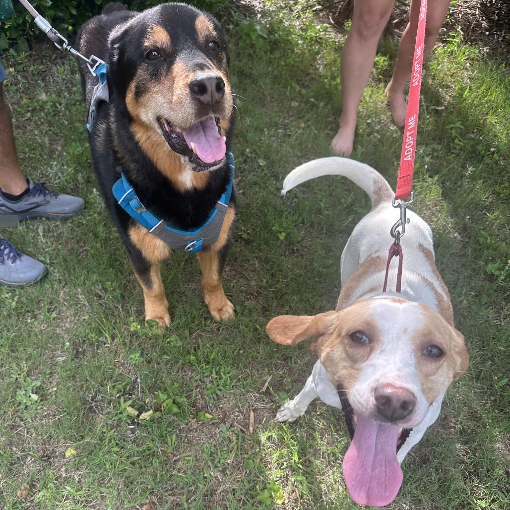 Lemon, Adoptable, Adult Female Hound.