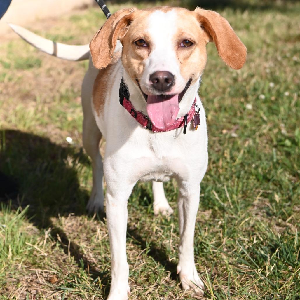 Enlarge Lemon, a Adoptable Hound in Richmond, VA image 2/6