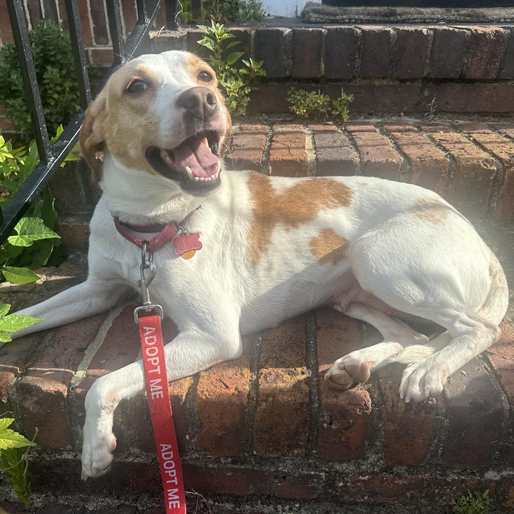 Enlarge Lemon, a Adoptable Hound in Richmond, VA image 3/6