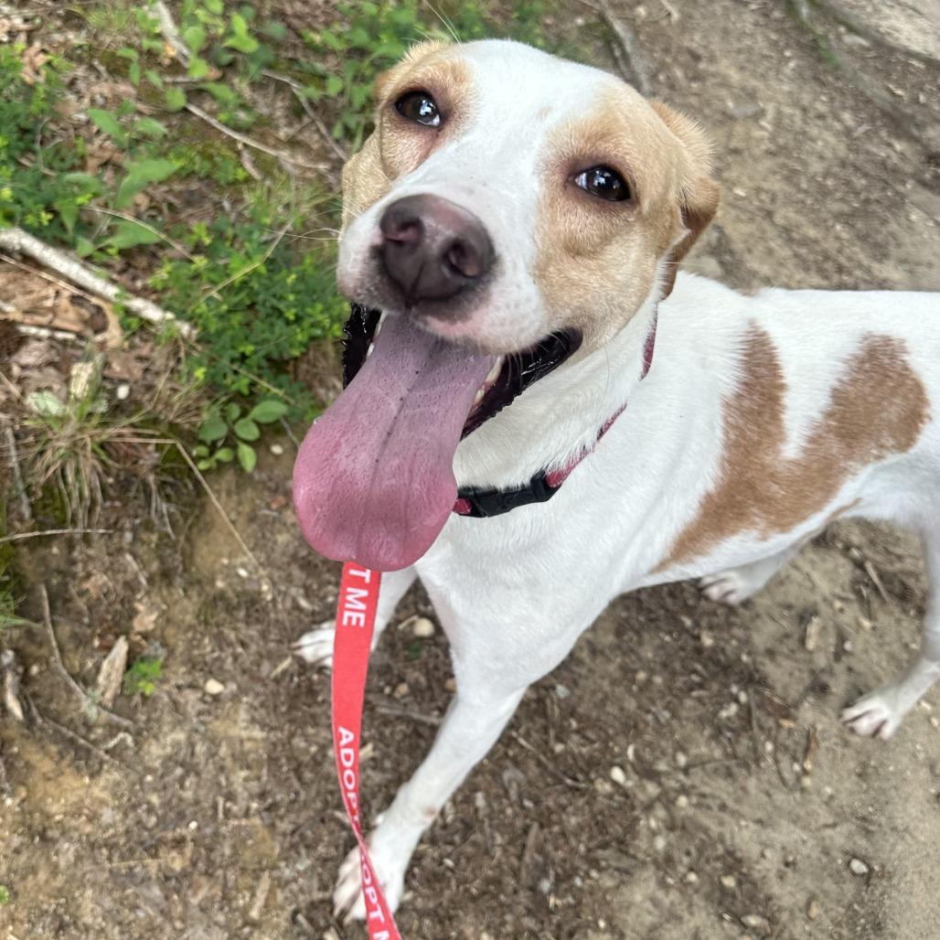 Enlarge Lemon, a Adoptable Hound in Richmond, VA image 4/6