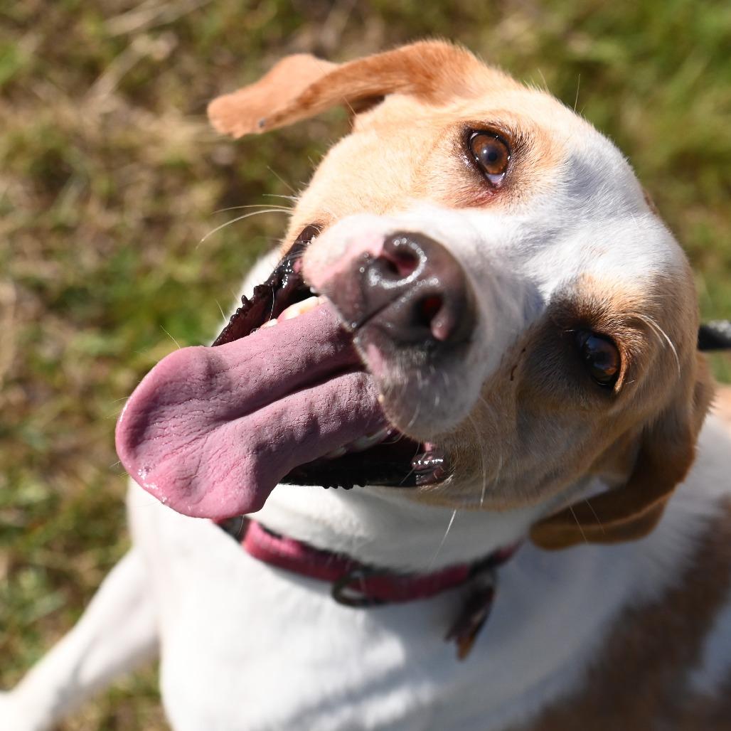 Enlarge Lemon, a Adoptable Hound in Richmond, VA image 5/6