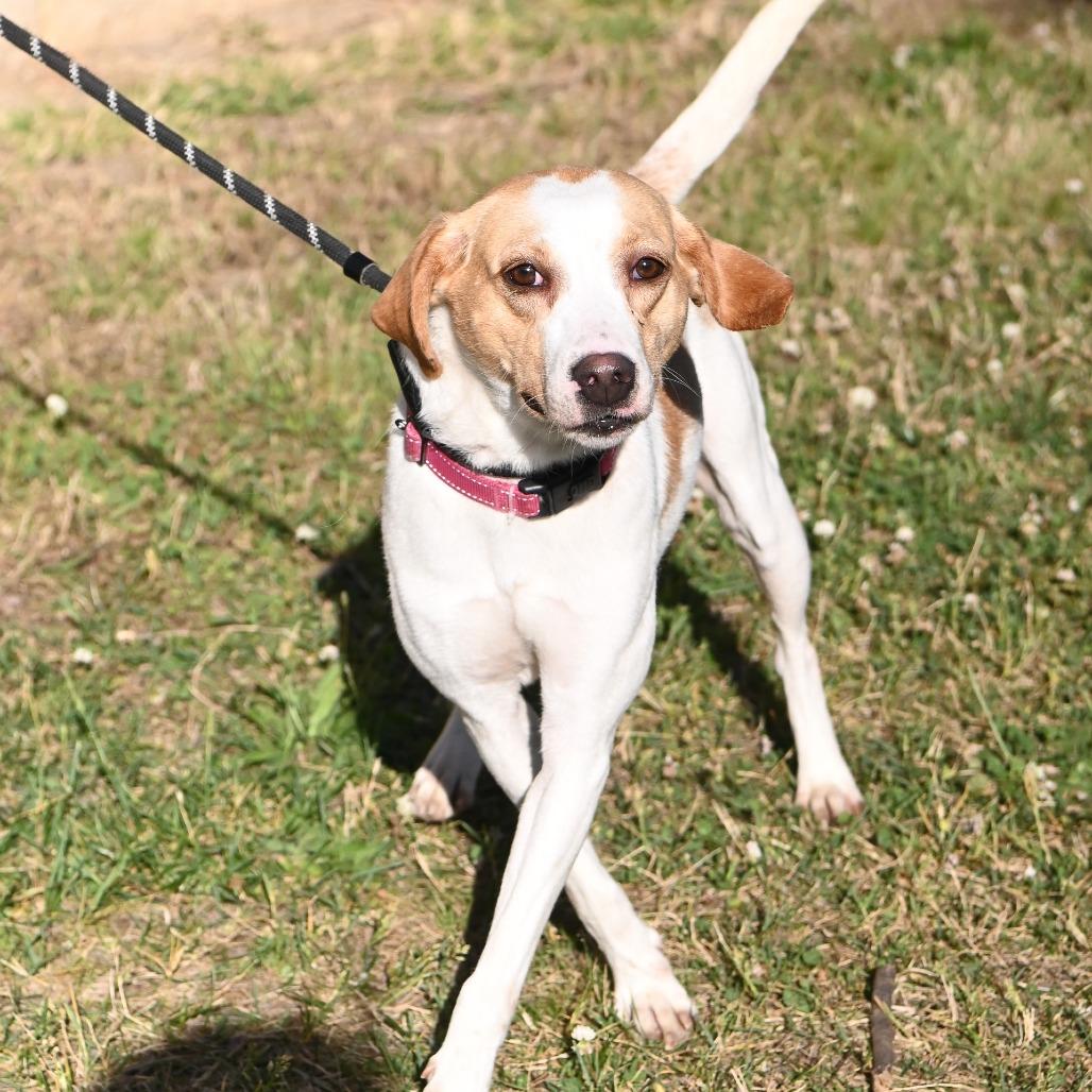 Enlarge Lemon, a Adoptable Hound in Richmond, VA image 6/6