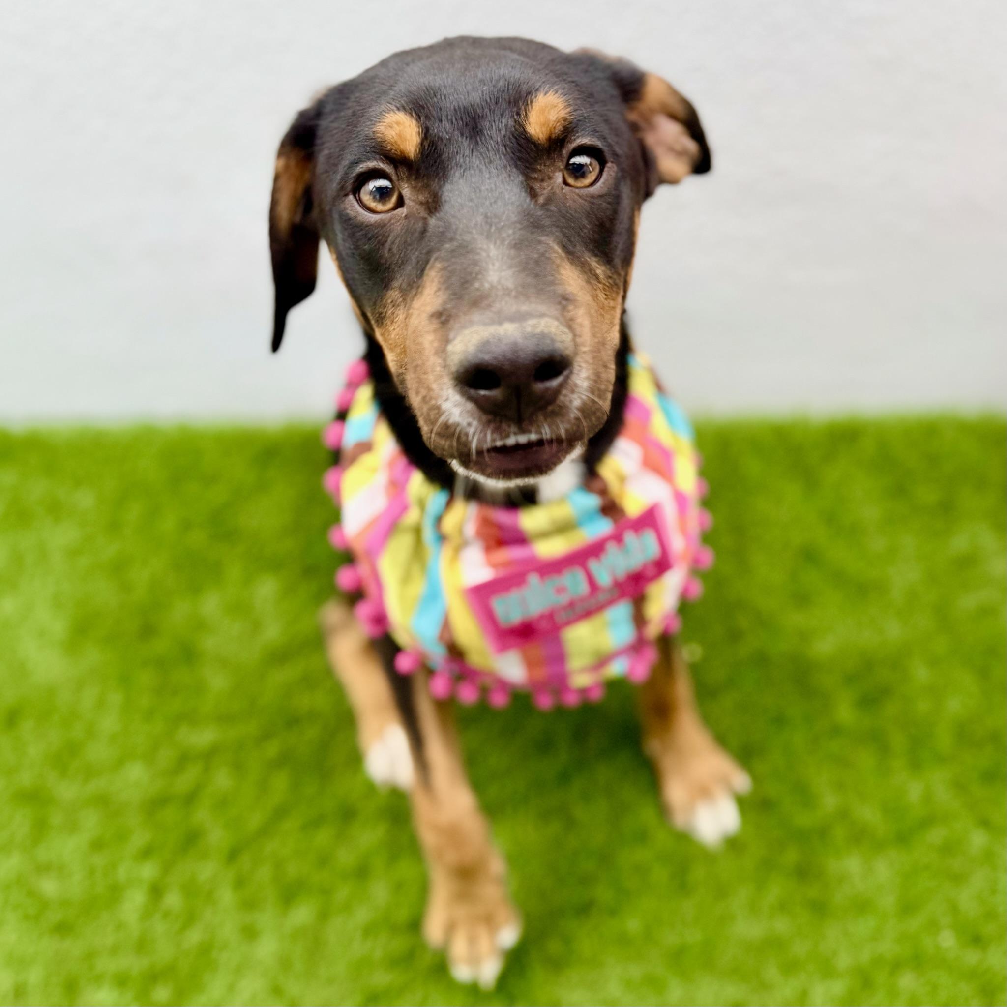 Enlarge BASIL, an adopted mixed breed in La Jolla, CA image 6/6