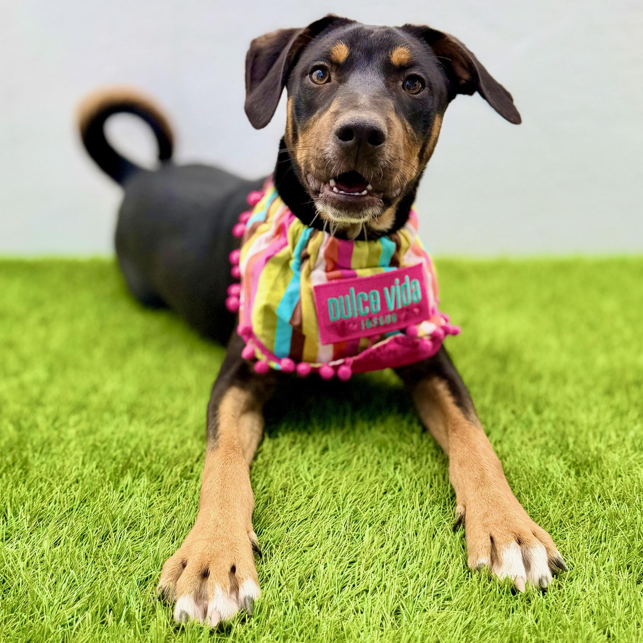 Enlarge BASIL, an adopted mixed breed in La Jolla, CA image 5/6