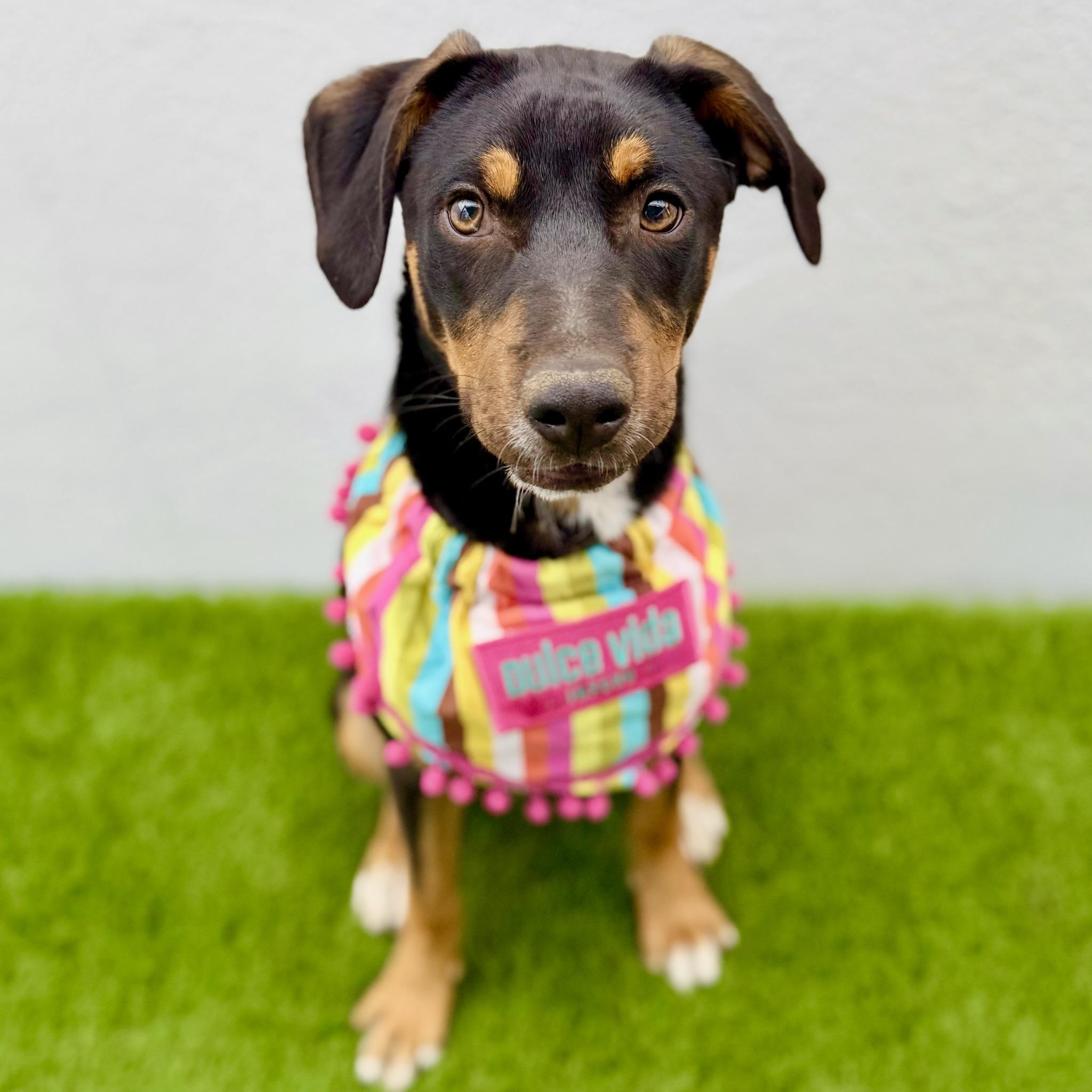 Enlarge BASIL, an adopted mixed breed in La Jolla, CA image 4/6