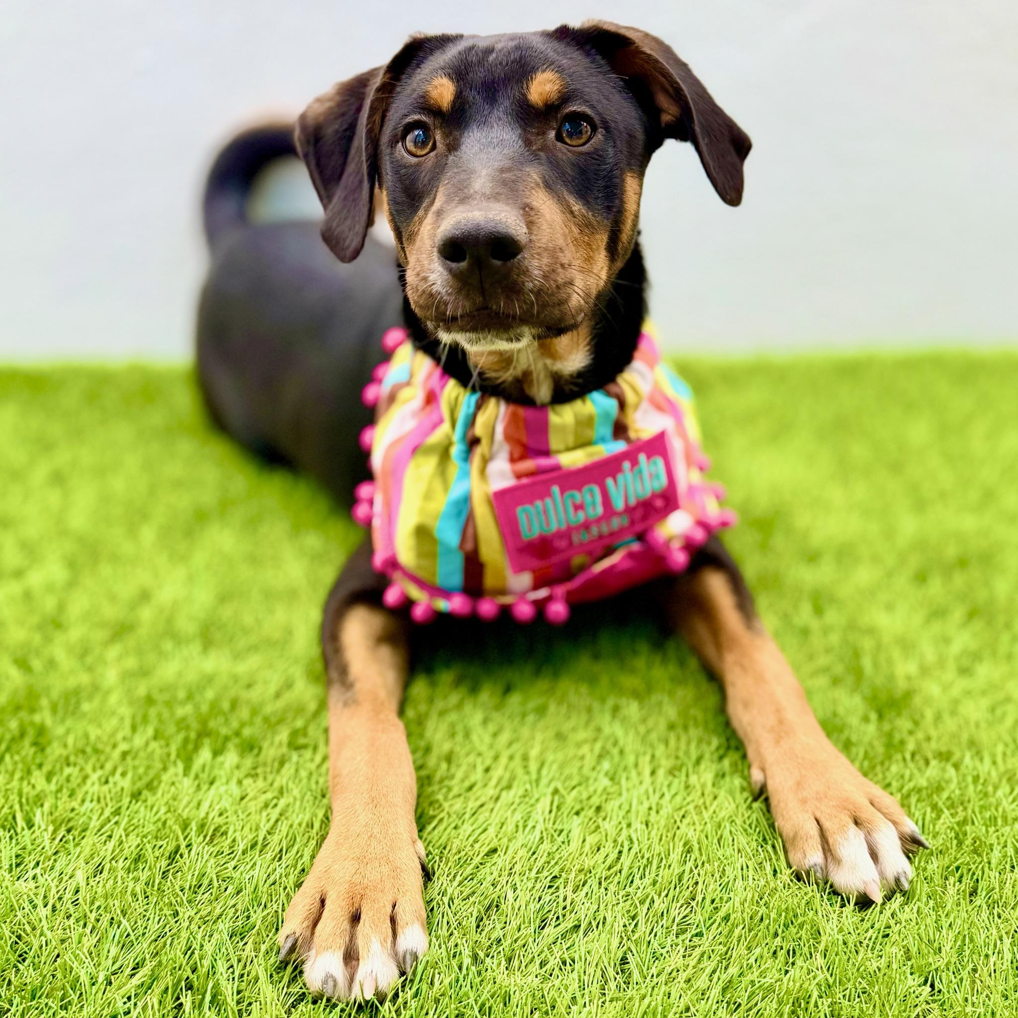 BASIL, adopted, Puppy Male Jack Russell Terrier & Shepherd.
