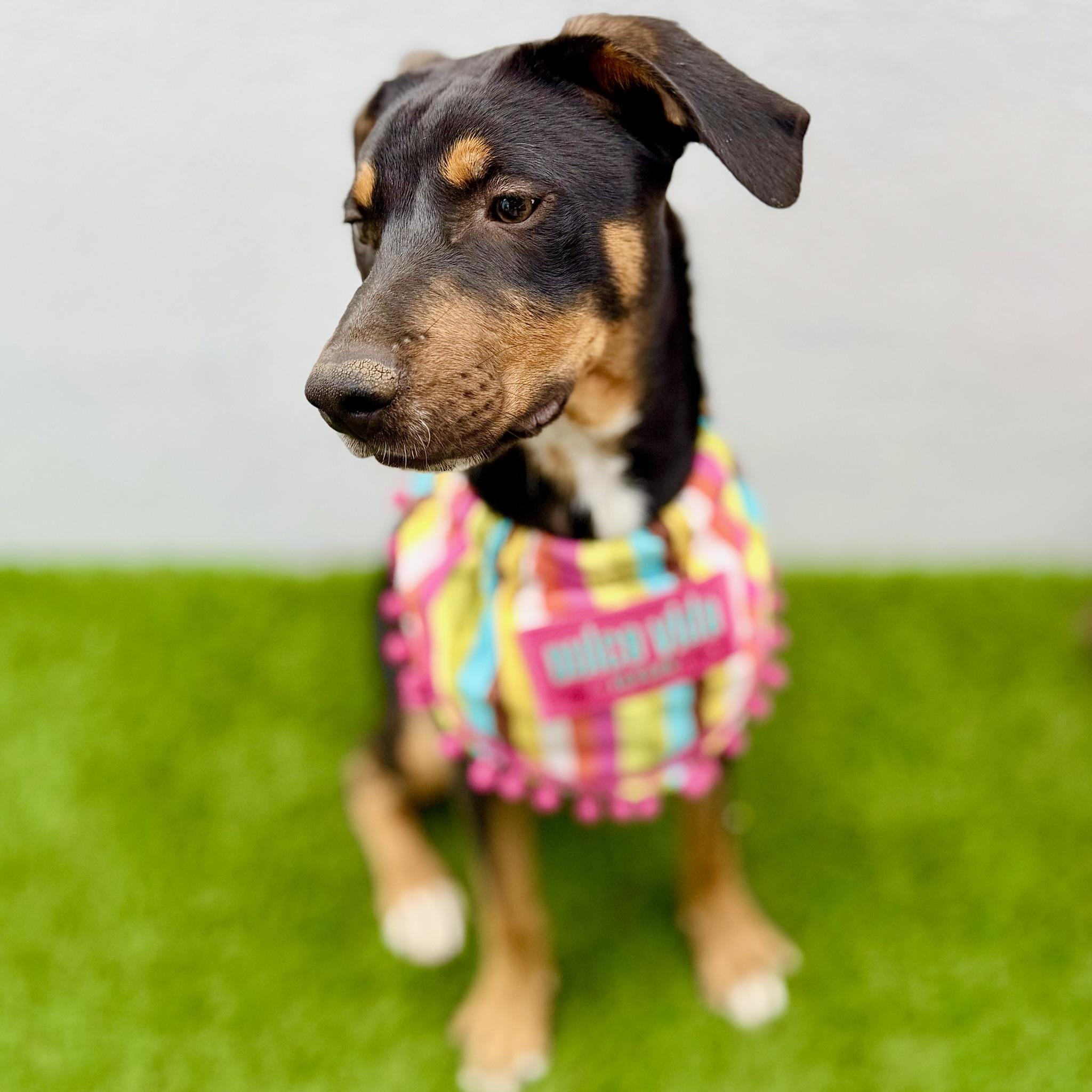 Enlarge BASIL, an adopted mixed breed in La Jolla, CA image 3/6