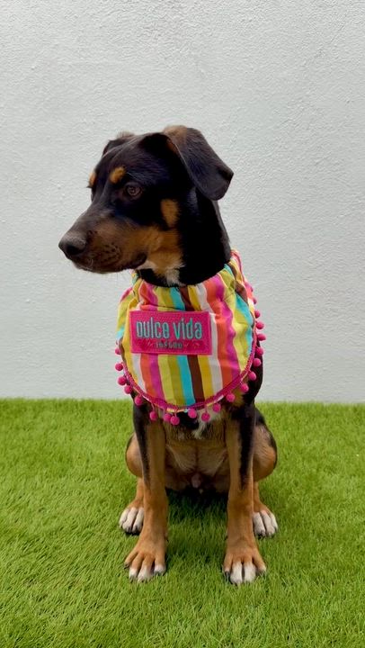 Enlarge BASIL, an adopted mixed breed in La Jolla, CA video 2/6