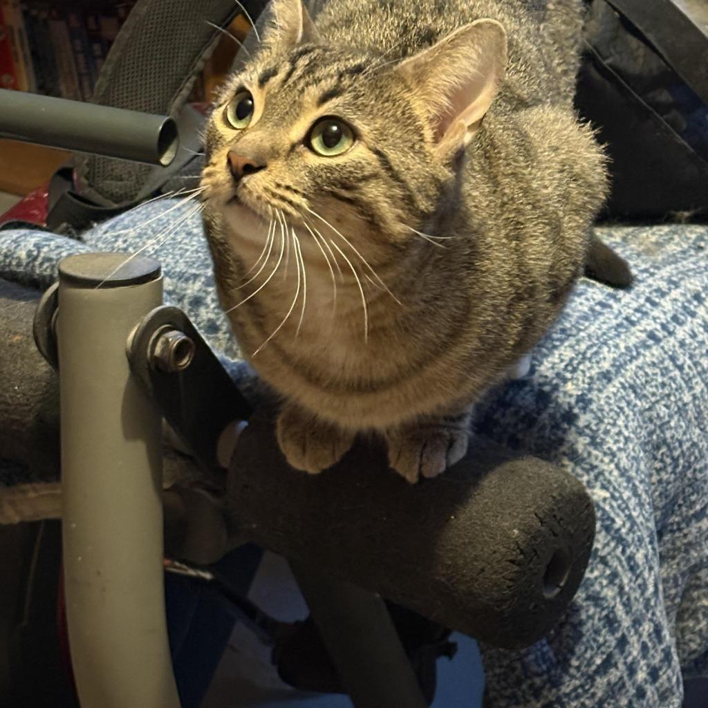 Elliot / Rocket, a Adoptable Domestic Short Hair in Arthur, ON image 1/6