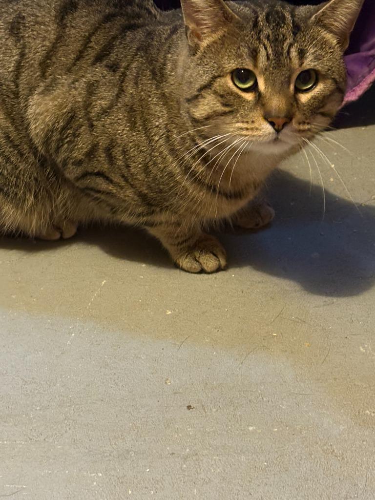 Elliot / Rocket, Adoptable, Adult Male Domestic Short Hair.