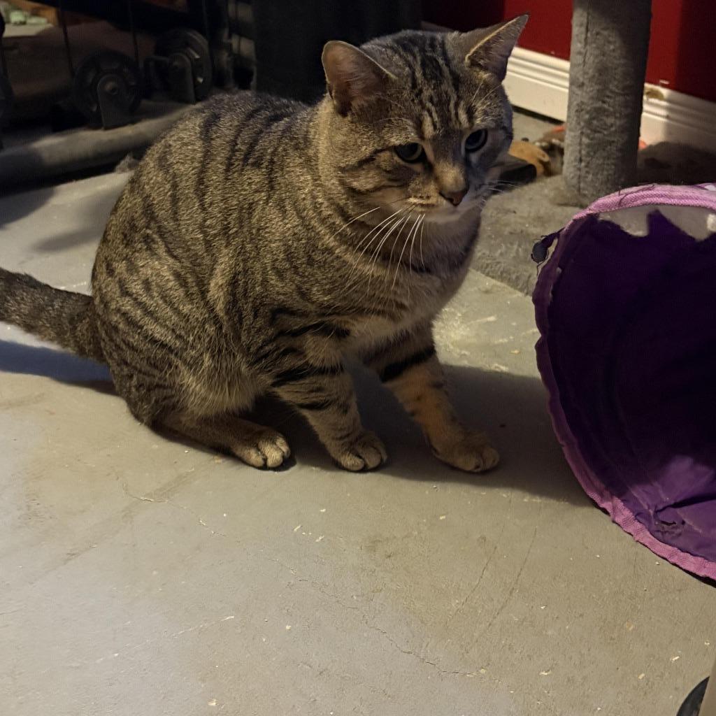 Enlarge Elliot / Rocket, a Adoptable Domestic Short Hair in Arthur, ON image 2/6