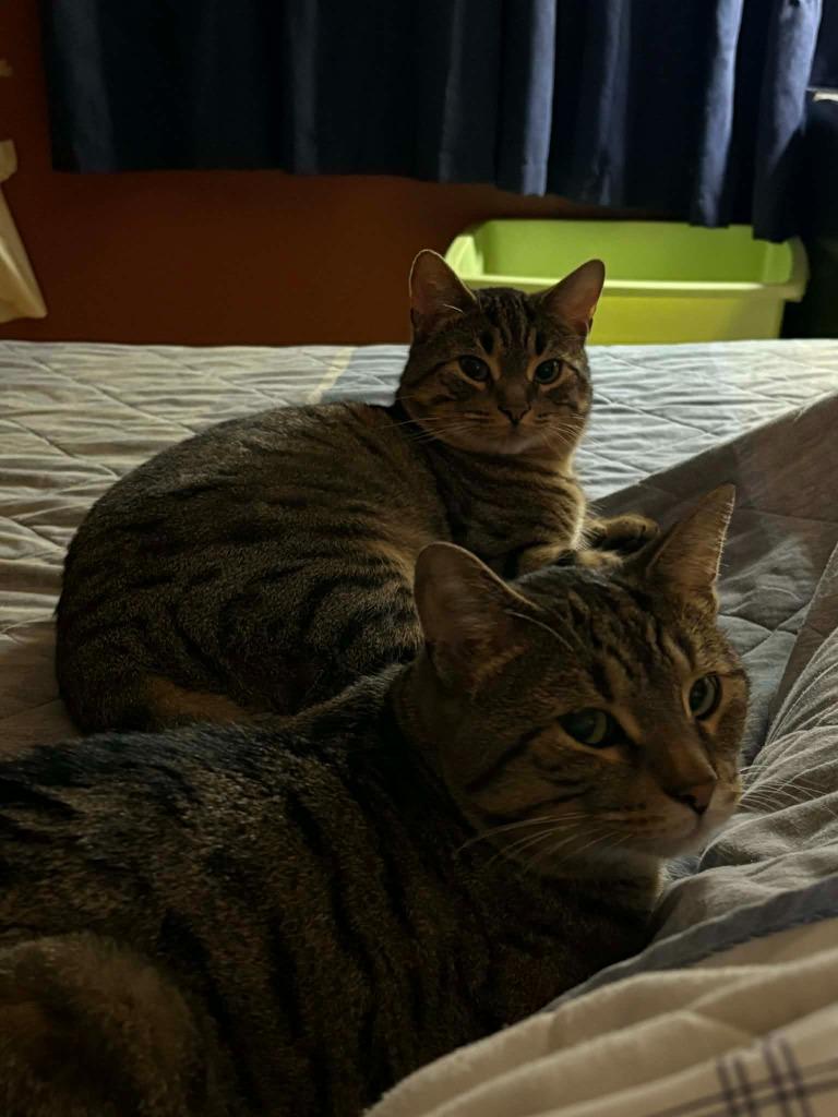 Elliot / Rocket, a Adoptable Domestic Short Hair in Arthur, ON image 3/6