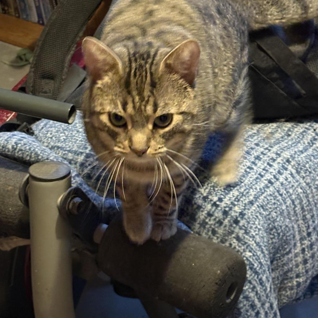 Enlarge Elliot / Rocket, a Adoptable Domestic Short Hair in Arthur, ON image 4/6